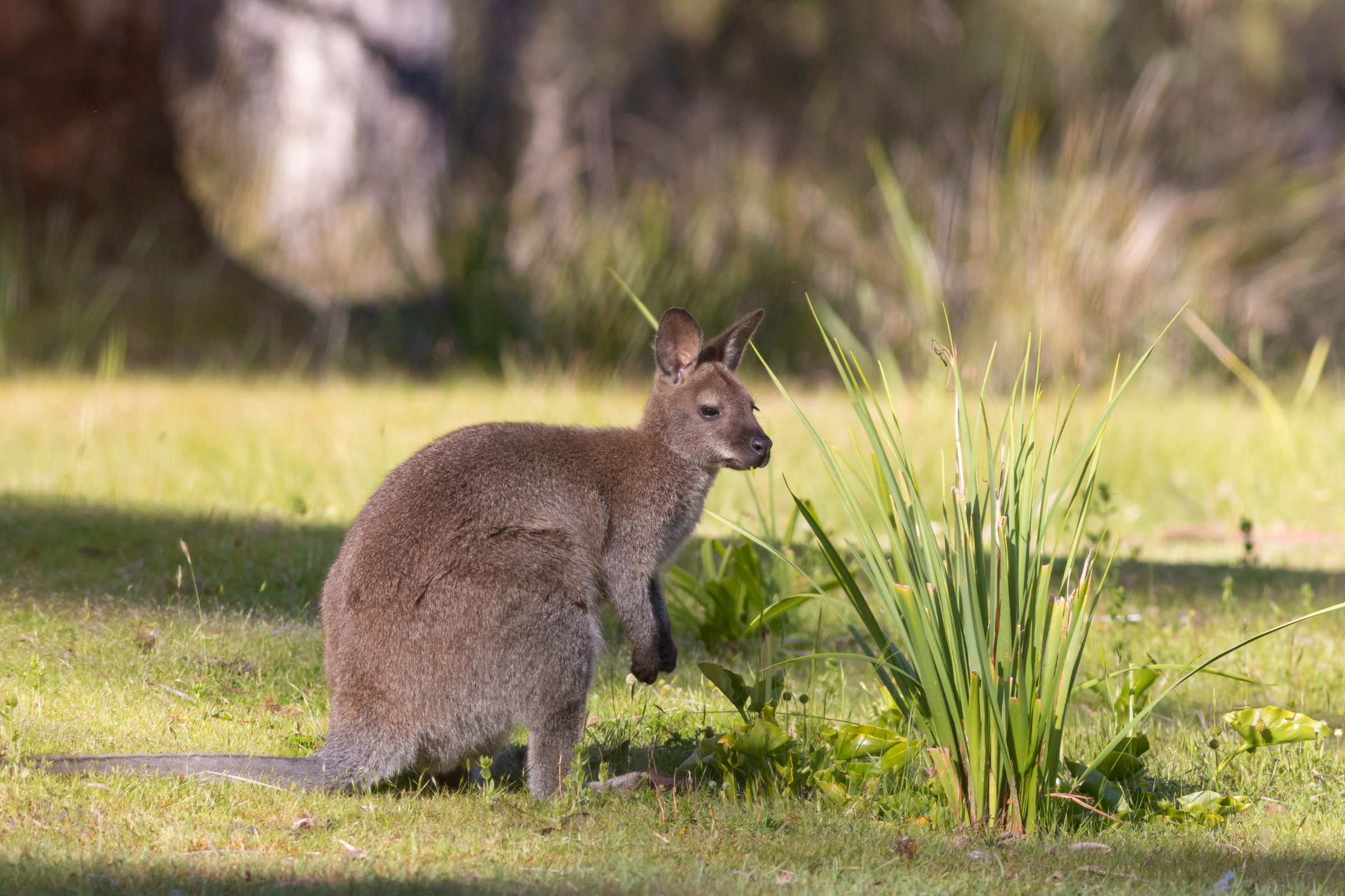 bruny island, tasmania (4).webp